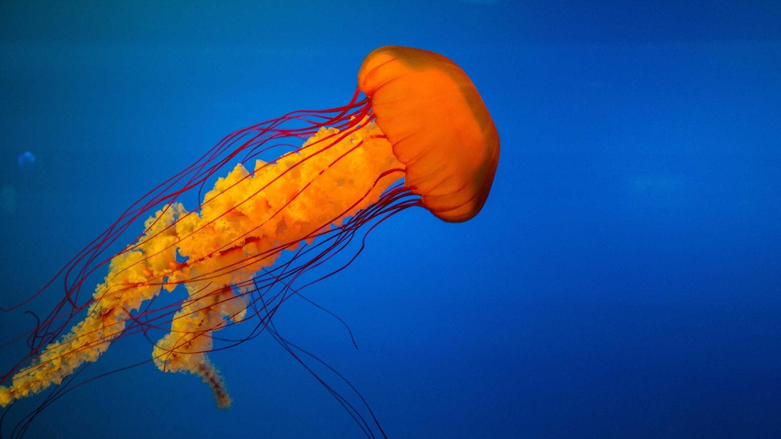 Estratégia de lançamento